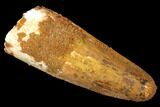 Bargain, Spinosaurus Tooth - Real Dinosaur Tooth #117921-1
